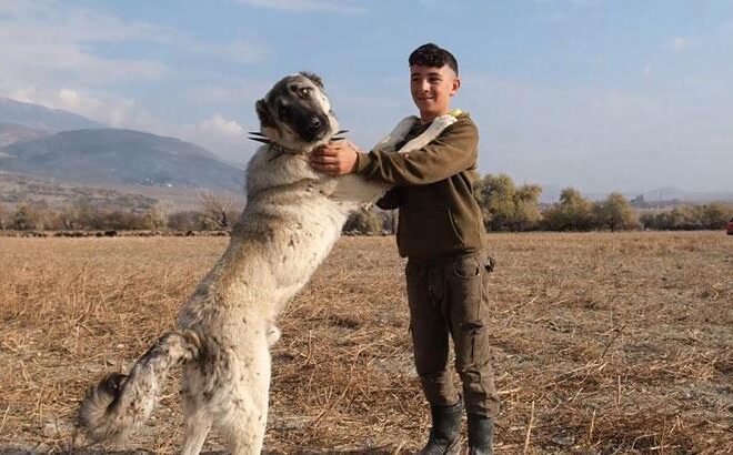 Çoban köpekleri ile kangal köpekleri arasındaki fark: Onlar olmadan hayvanlarımızı kurtlara karşı koruyamayız